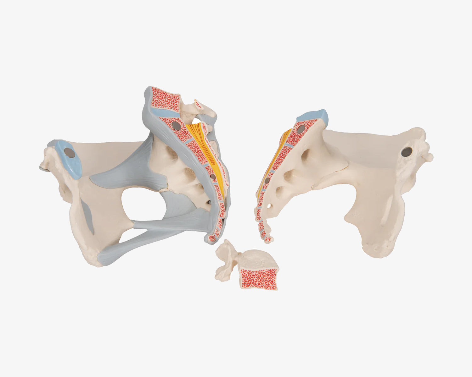 Weibliches Beckenskelett mit Bändern (3-teilig)