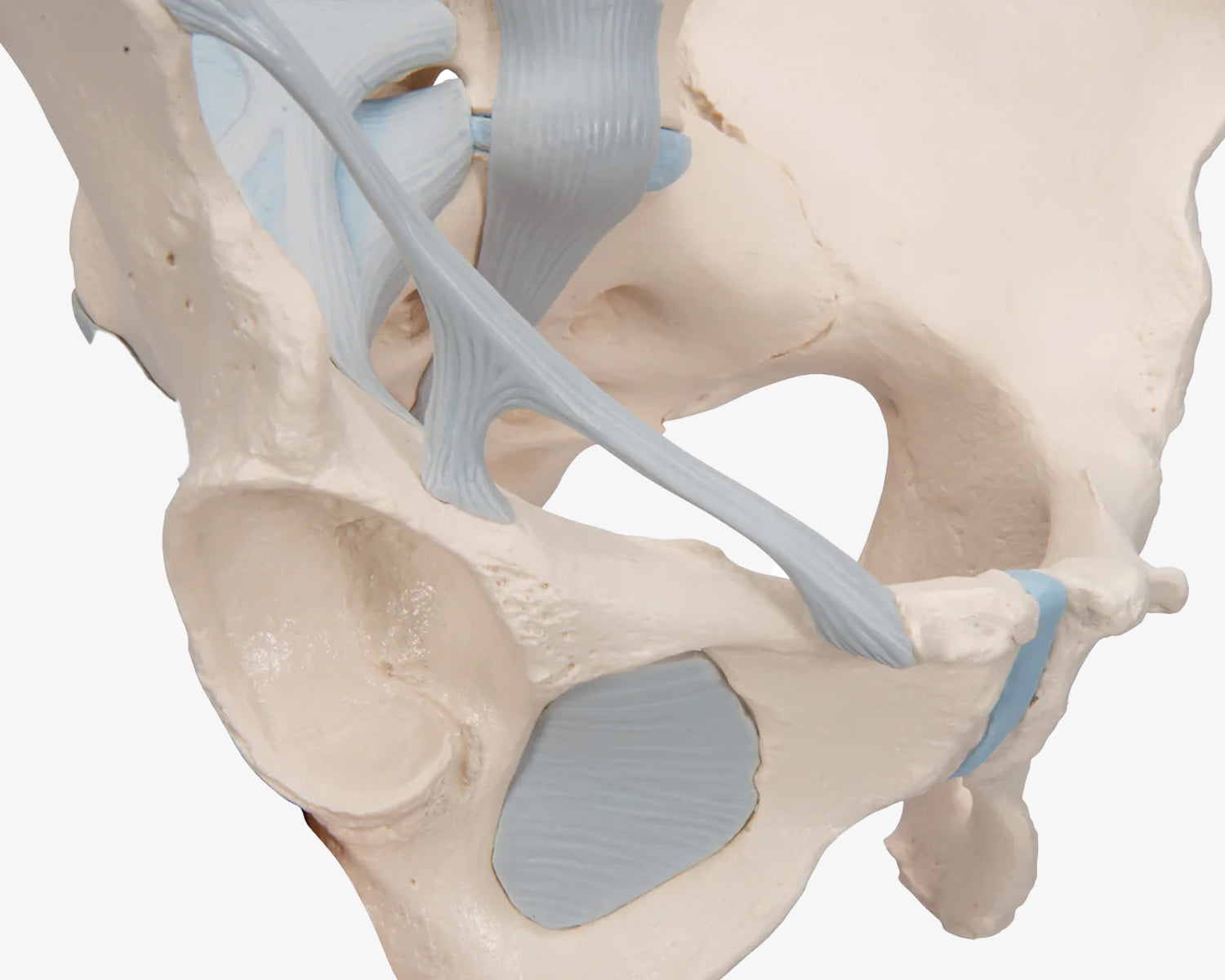 Weibliches Beckenskelett mit Bändern (3-teilig)