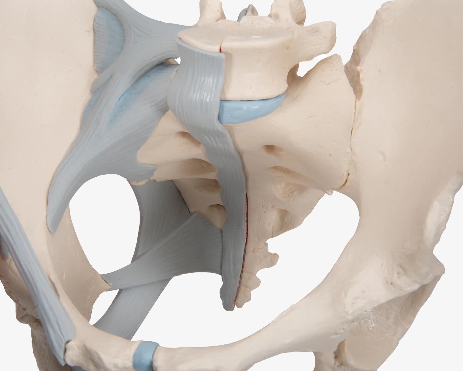Weibliches Beckenskelett mit Bändern (3-teilig)