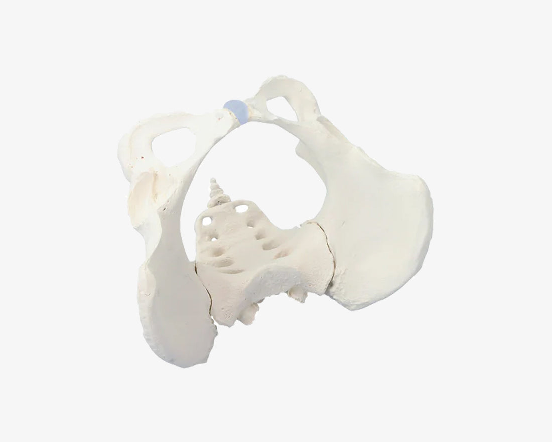 Weibliches Beckenskelett-Modell III