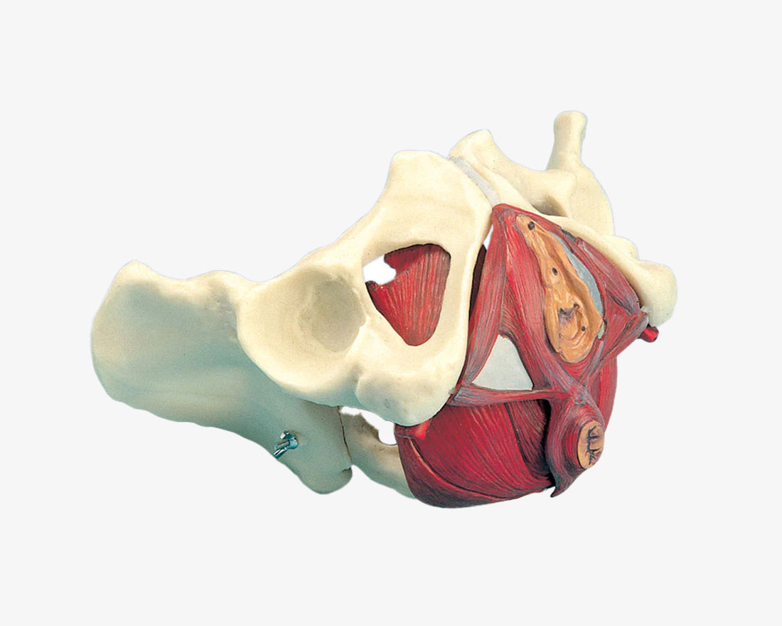 Weibliches Beckenskelett mit Beckenboden (5-teilig)