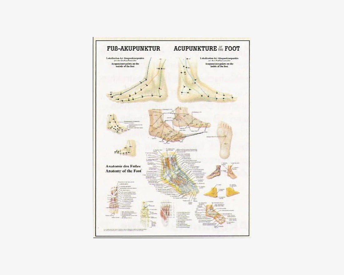 Poster: Akupunktur des Fußes (deutsch/englisch)