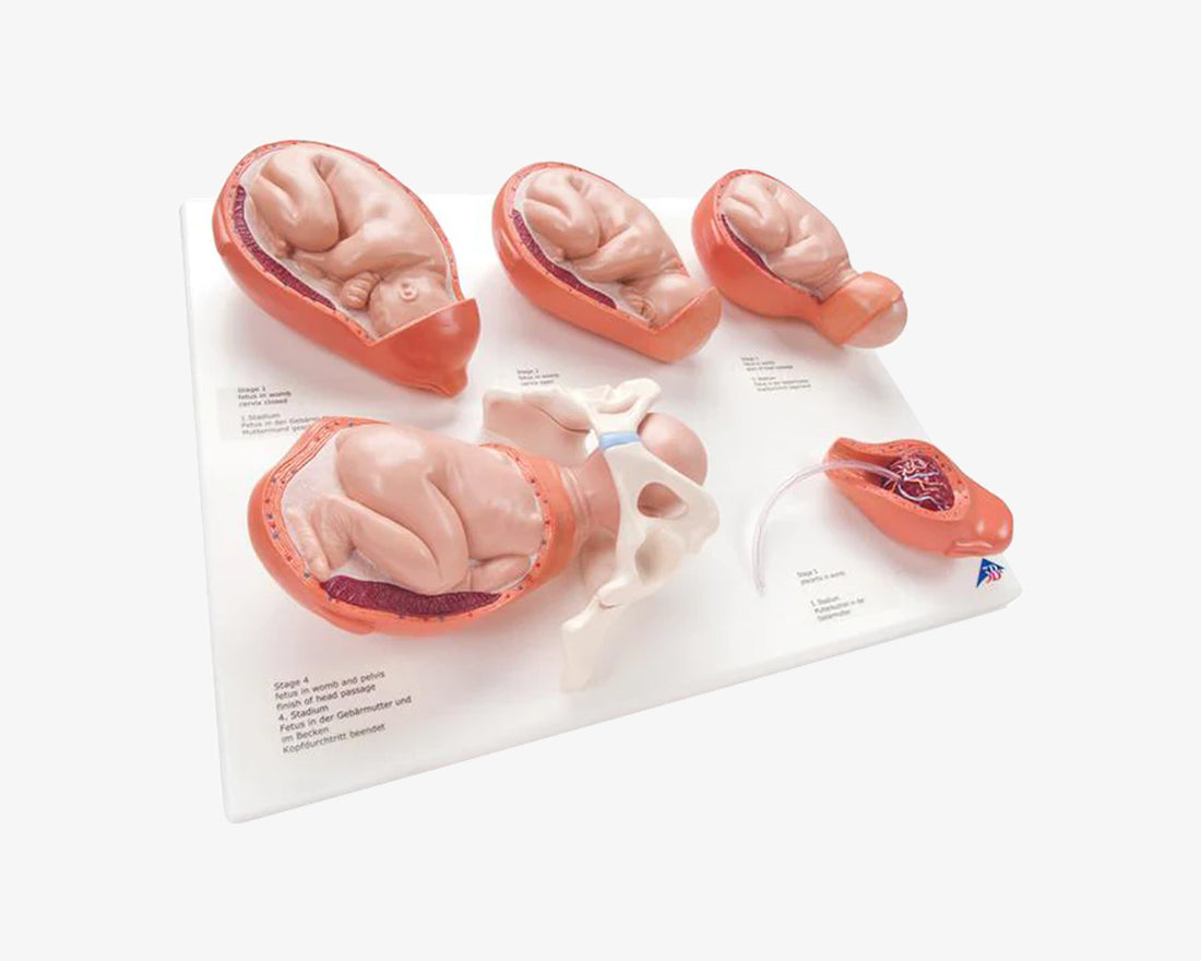 Geburtsvorgang Modell "klein"