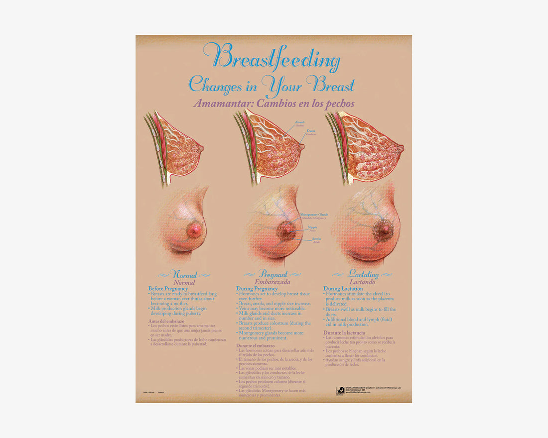 Posterset: Stillen (englisch/spanisch)