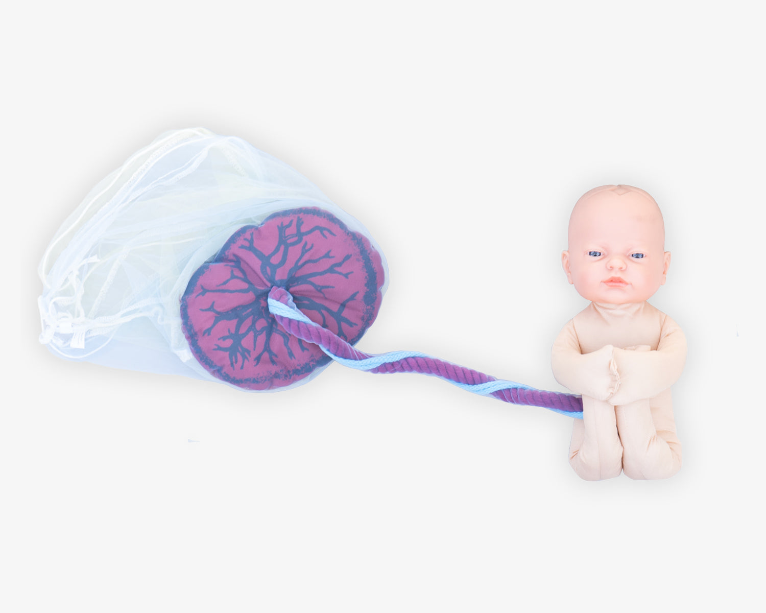 Fötus Modell und Plazenta Modell Set