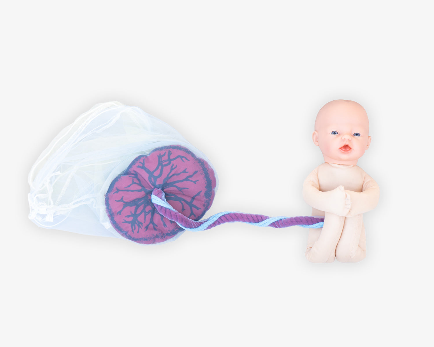 Fötus Modell und Plazenta Modell Set