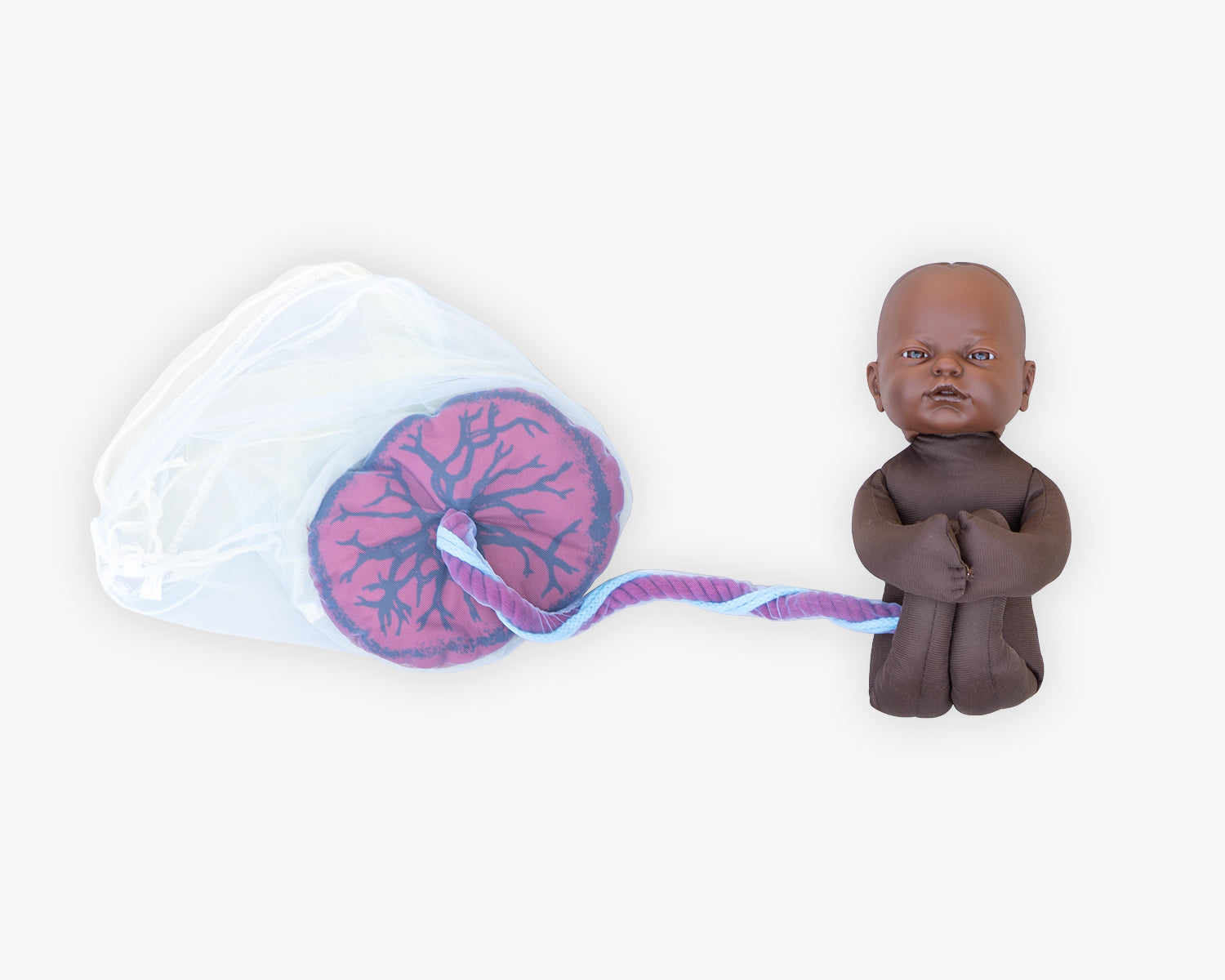 Fötus Modell und Plazenta Modell Set