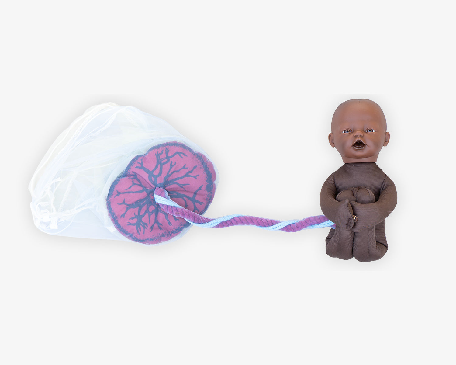 Fötus Modell und Plazenta Modell Set