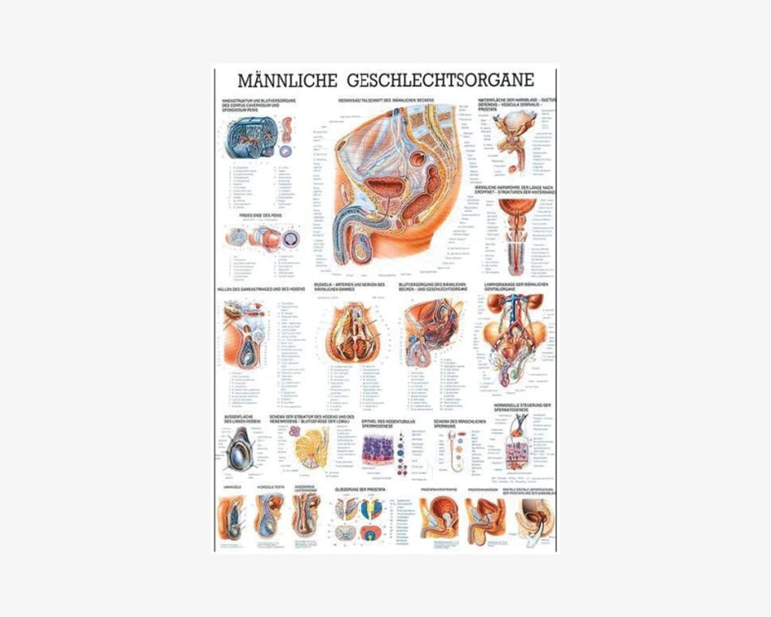 Poster: Männliche Geschlechtsorgane