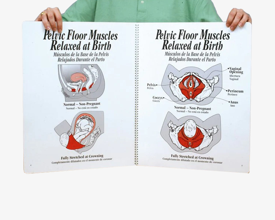 Atlas: Beckenbodenmuskulatur während der Geburt (englisch/spanisch)
