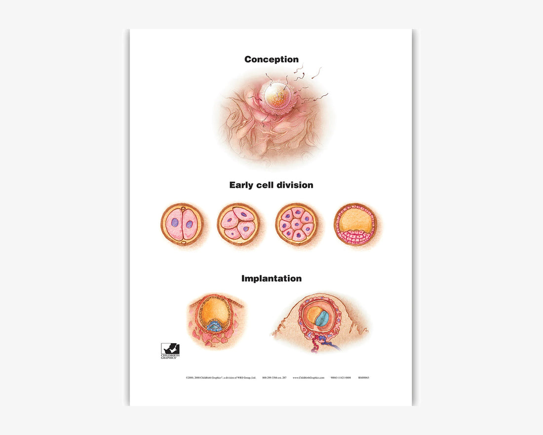 Posterset: Von der Konzeption bis zur Geburt (englisch)