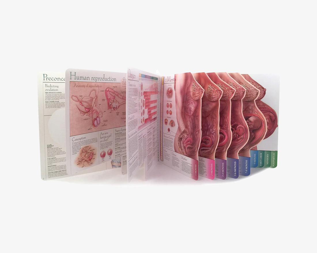 Schwangerschaftsatlas With Child (englisch)