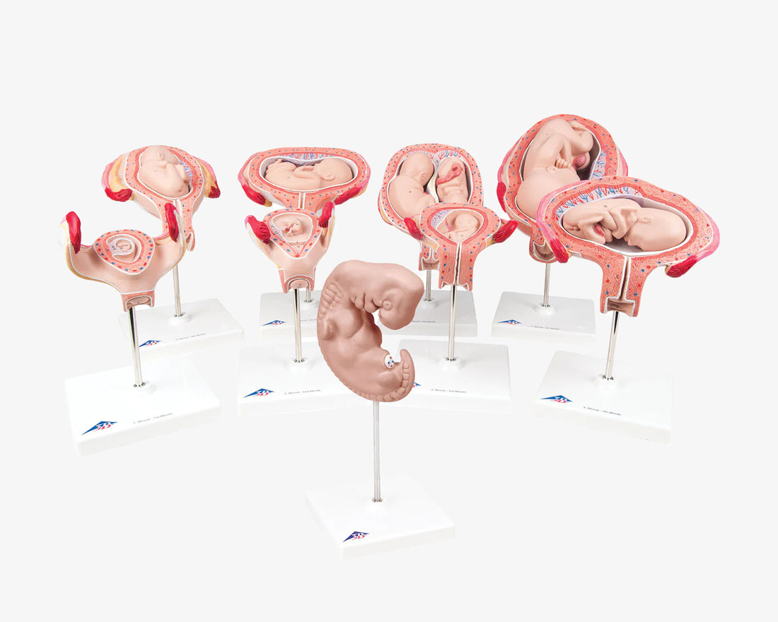 Schwangerschaftsmodell (9-teilig)