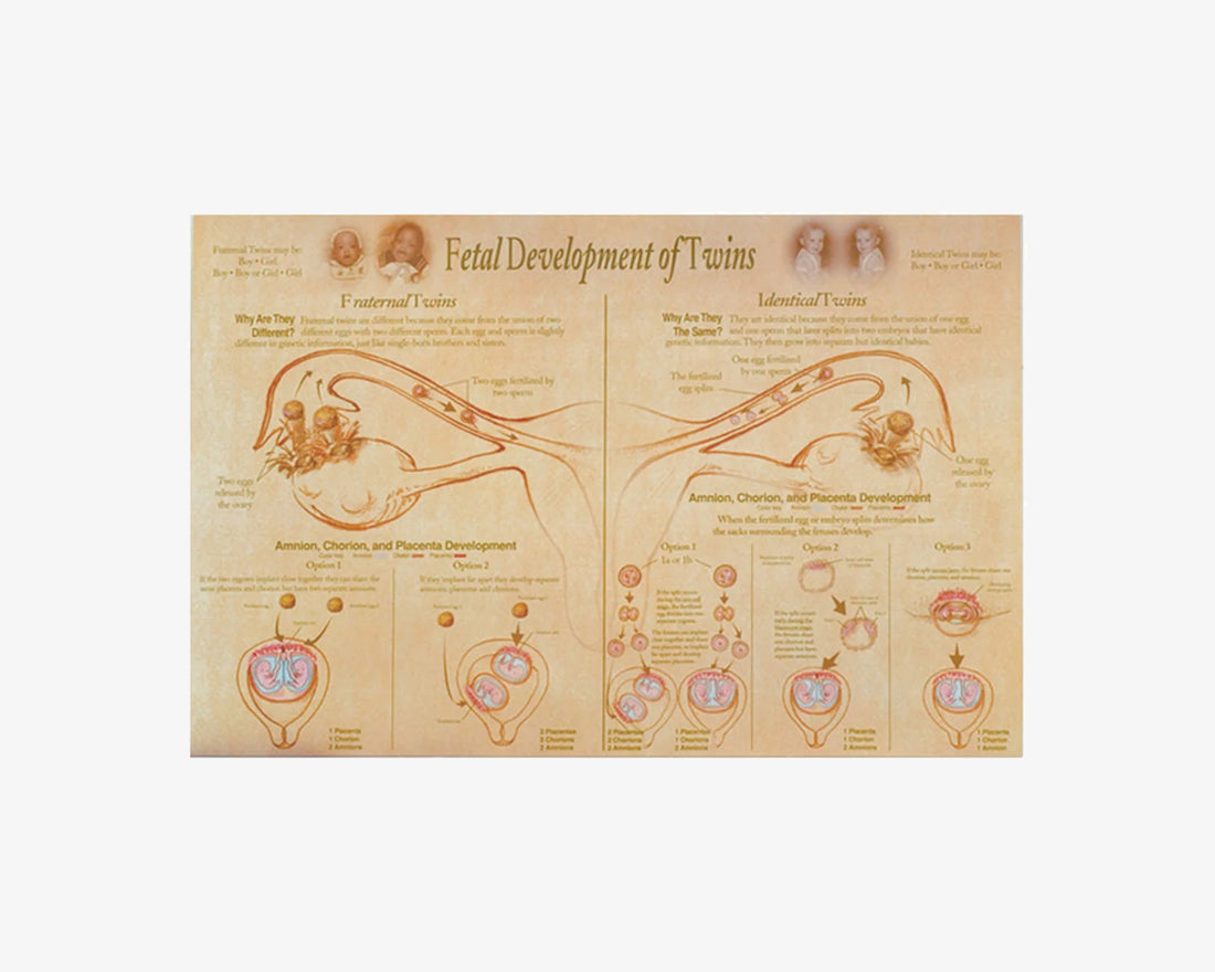 Poster: Zwillingsschwangerschaft (englisch)