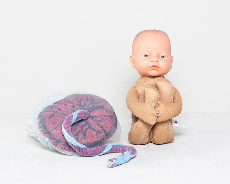 Fötus Modell und Plazenta Modell Set