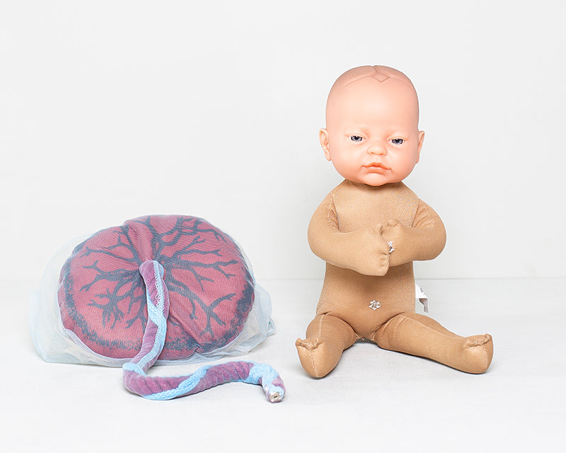 Fötus Modell und Plazenta Modell Set