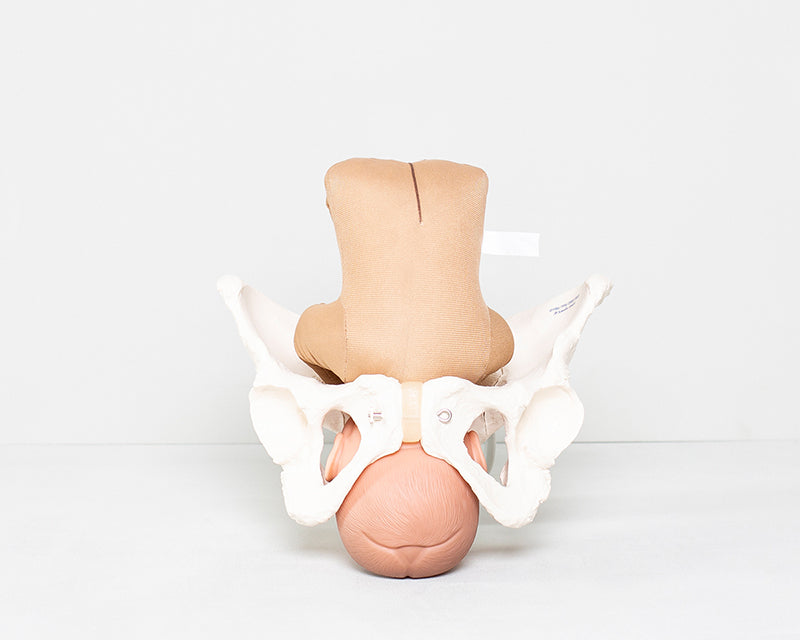 Fötus Modell und weibliches Beckenskelett II Set