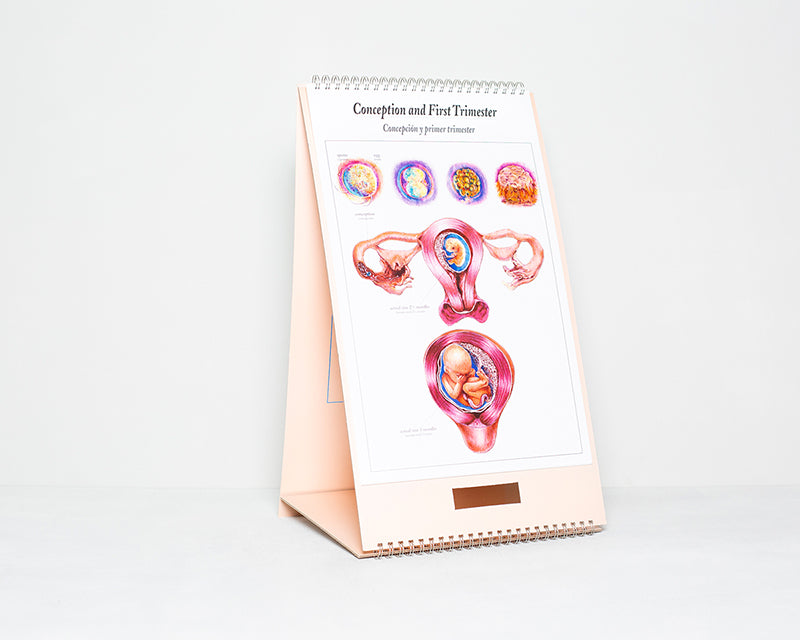 Geburtsatlas (englisch/spanisch)