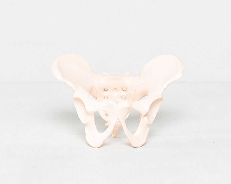 Fötus, Plazenta und Becken Mini-Lehrset