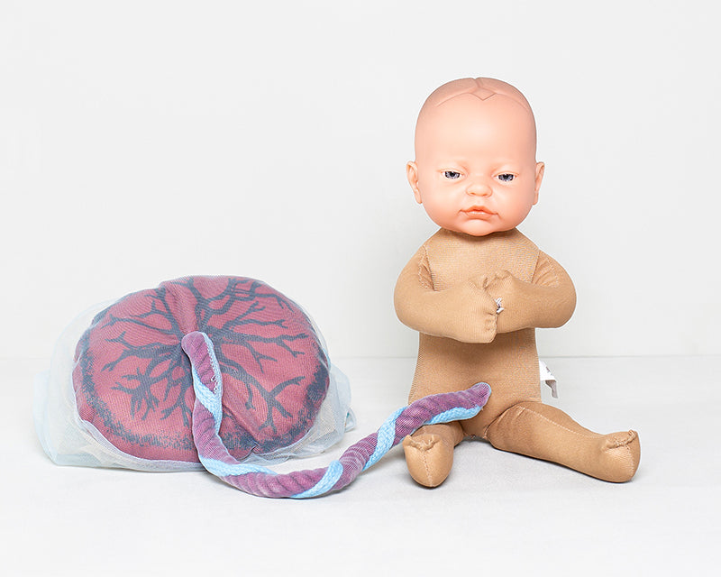 Fötus Modell und Plazenta Modell Set