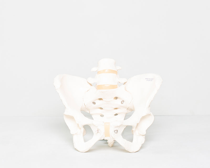 Fötus Modell und weibliches Beckenskelett II Set