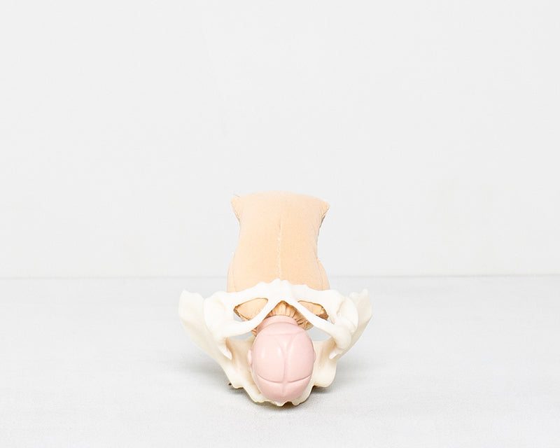 Fötus und Becken Mini-Lehrset