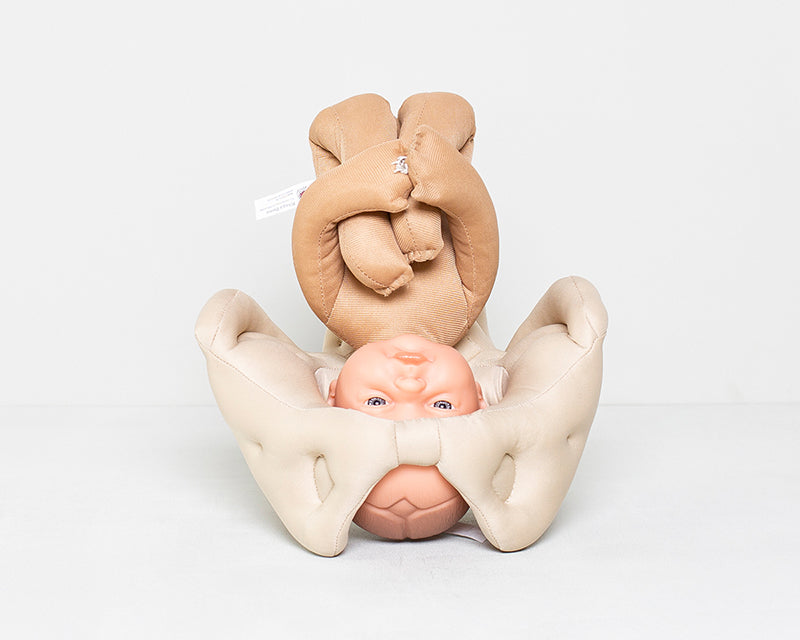 Fötus Modell und Schaumstoffbecken Set