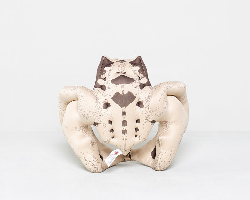 Fötus Modell und Schaumstoffbecken mit Knochenzeichnung Set