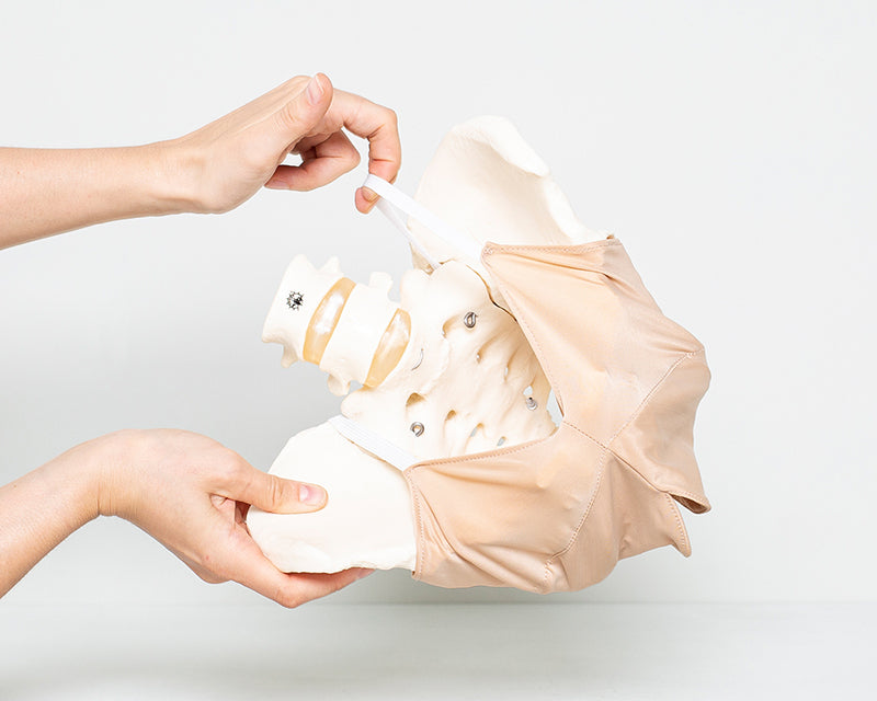 Beckenbodenmodell aus Stoff