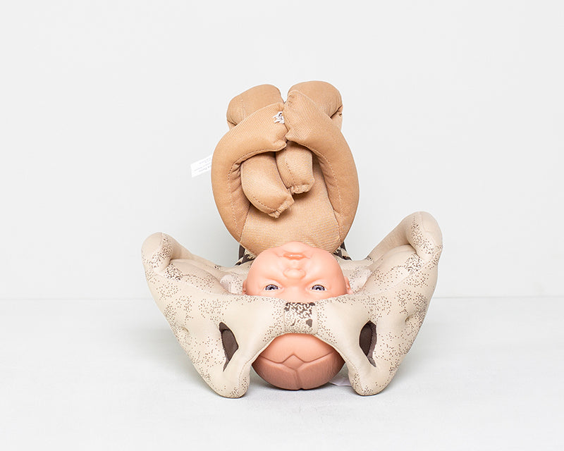 Fötus Modell und Schaumstoffbecken mit Knochenzeichnung Set