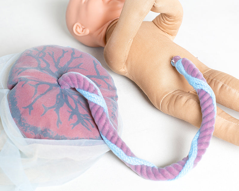 Fötus Modell und Plazenta Modell Set