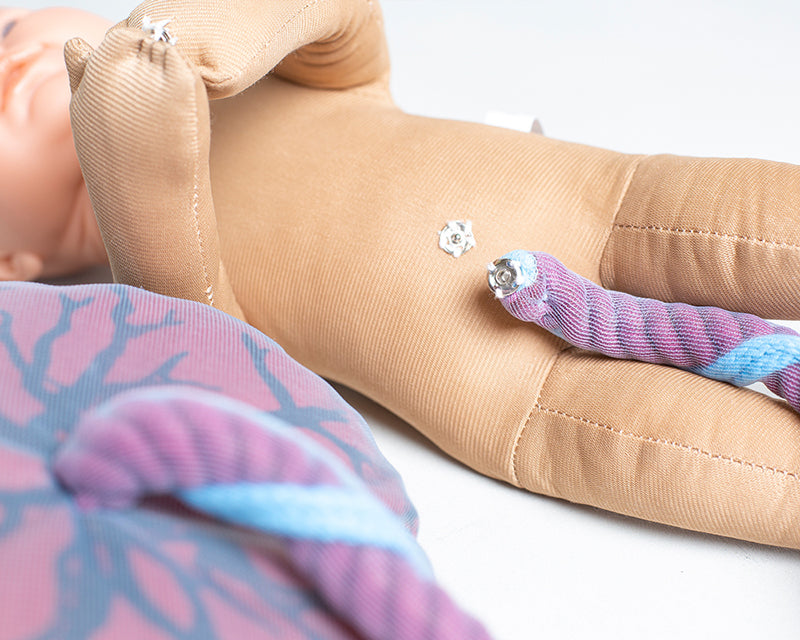 Fötus Modell und Plazenta Modell Set