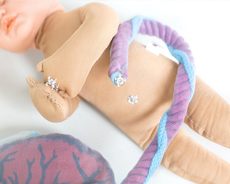 Fötus Modell und Plazenta Modell Set