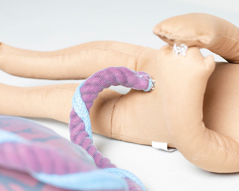 Fötus Modell und Plazenta Modell Set