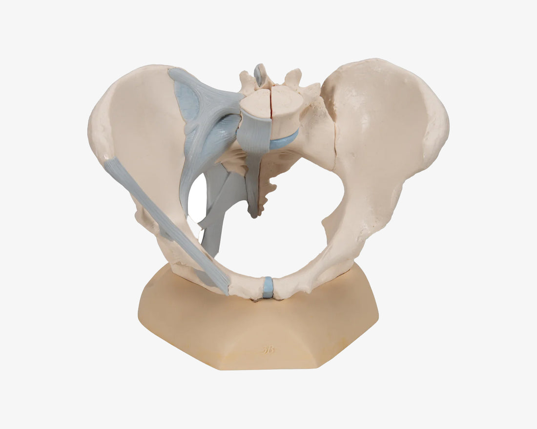 Weibliches Beckenskelett mit Bändern (3-teilig)