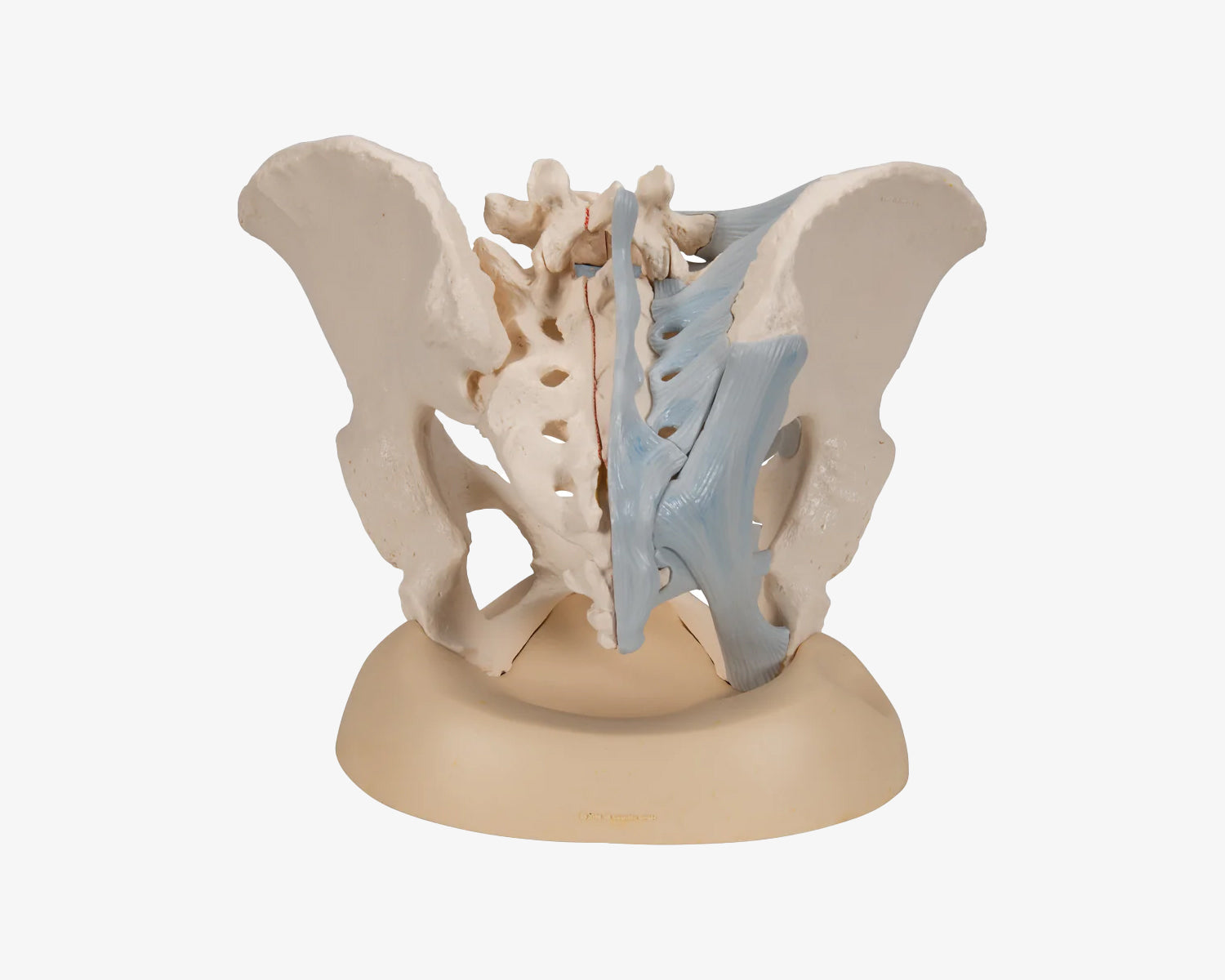 Weibliches Beckenskelett mit Bändern (3-teilig)