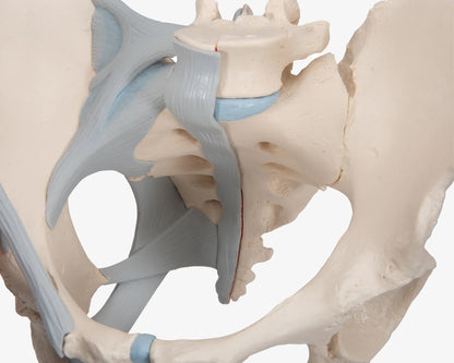 Weibliches Beckenskelett mit Bändern (3-teilig)