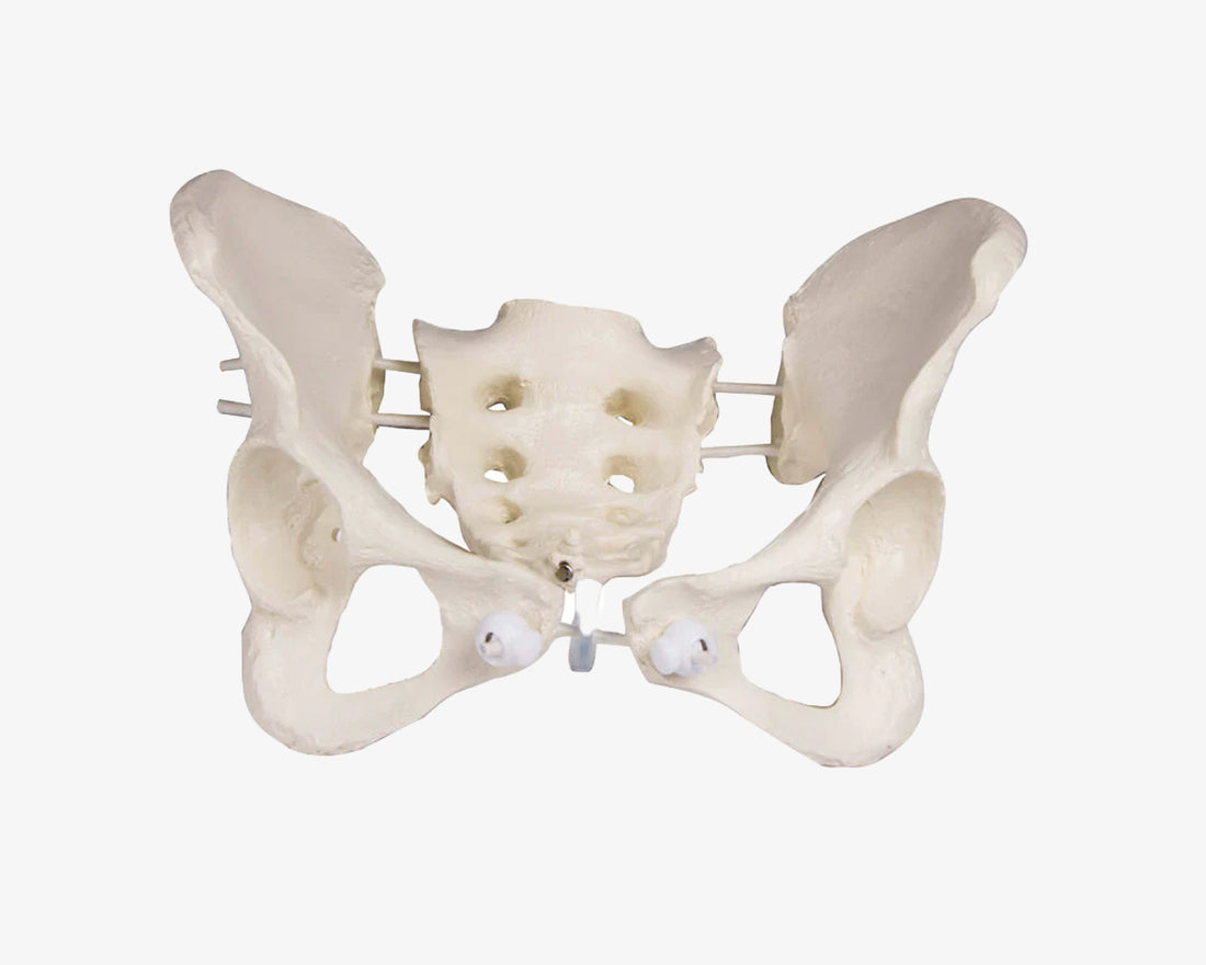 Weibliches Beckenskelett-Modell III