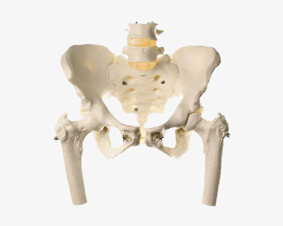 Maßgetreues weibliches Beckenskelett mit Oberschenkelstümpfen