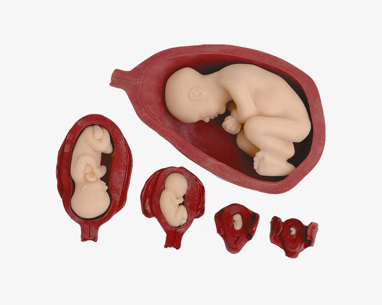 Gebärmutter- &amp; Fötusmodell 5-teiliges Set