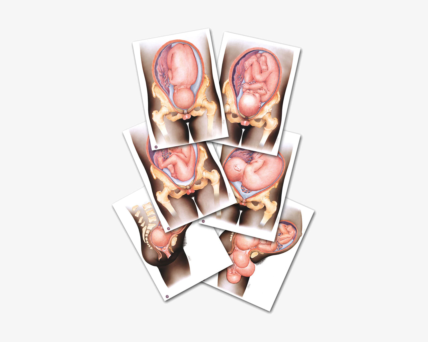 Anatomie und Physiologie Geburts Posterset