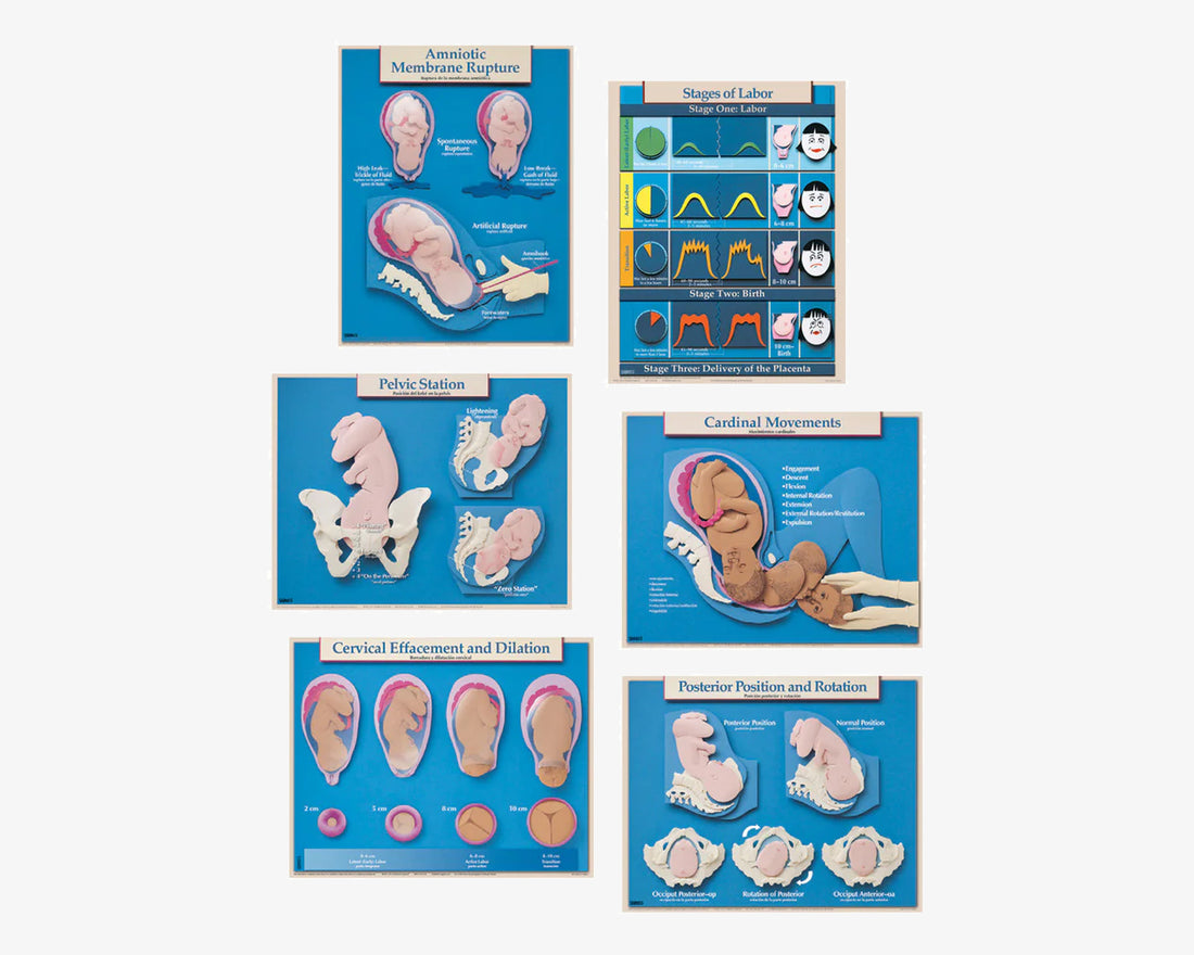 Poster: Grundlagen der Geburt (englisch)