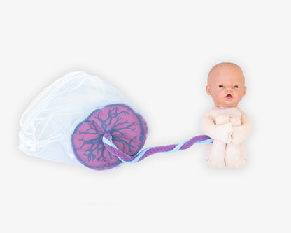 Fötus Modell und Plazenta Modell Set