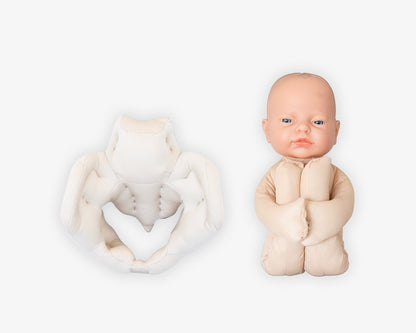 Fötus Modell und Schaumstoffbecken Set