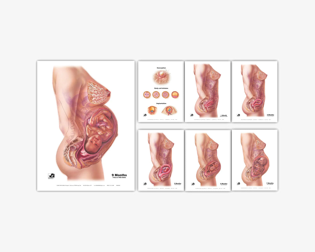 Posterset: Von der Konzeption bis zur Geburt (englisch)