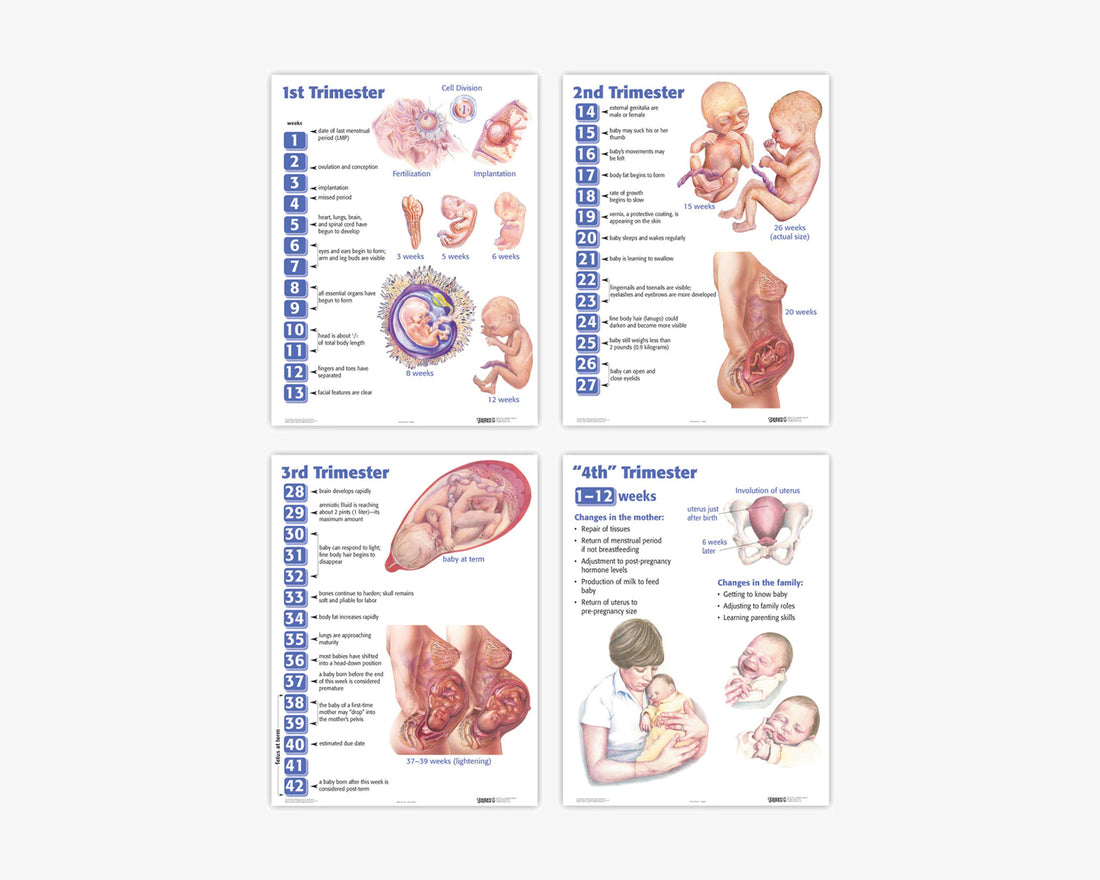 Die 4 Schwangerschafts-Trimester Posterset