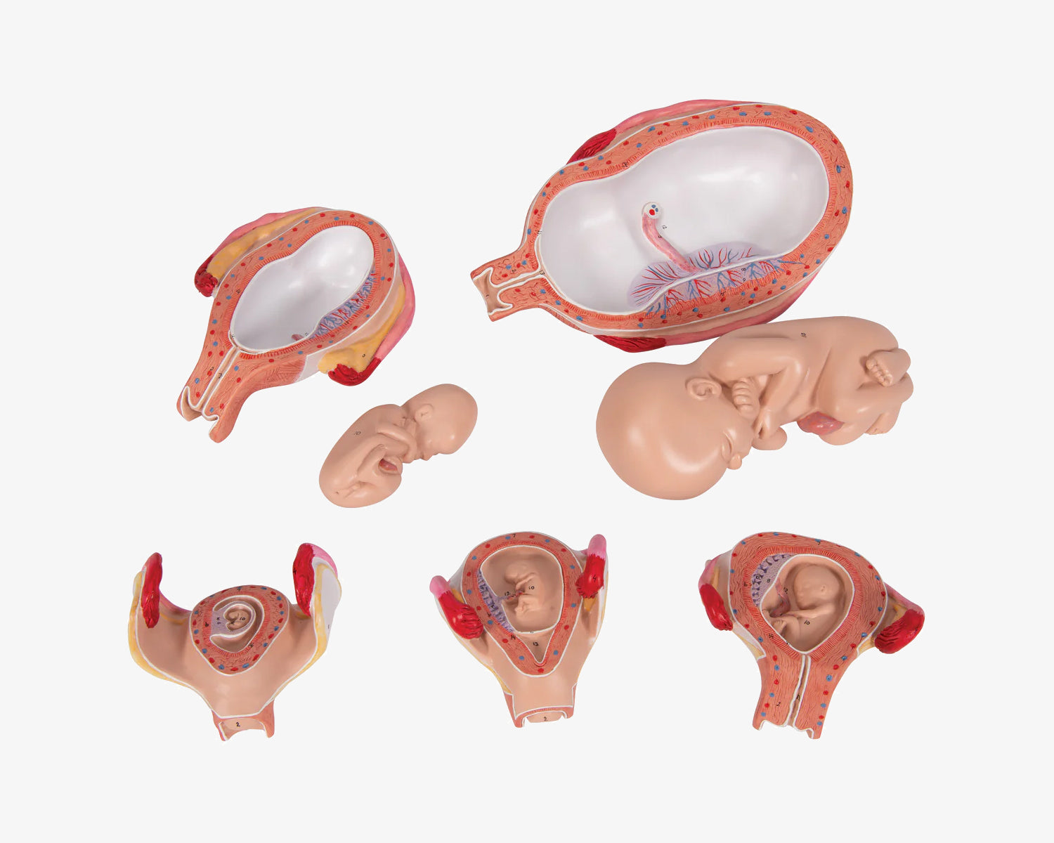 Schwangerschaftsmodell (5-teilig)