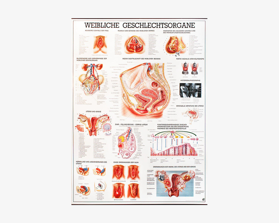 Weibliche Geschlechtsorgane Poster